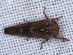 Rosopaella kirkaldyi