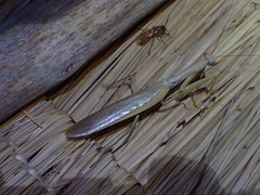 Hierodula pistillinota