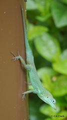 Anolis conspersus