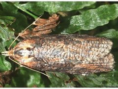 Thrincophora signigerana