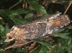 Thrincophora signigerana