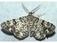 Thallogama corticola