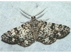 Thallogama corticola