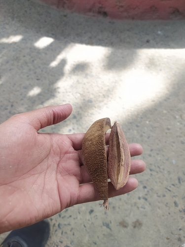 Pterospermum acerifolium