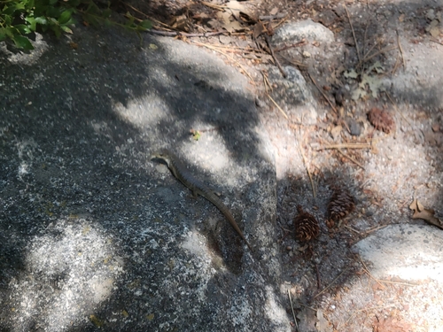 iNaturalist observation photo of Western Alligator Lizards