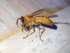 Provespa barthelemyi