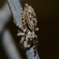 Platycryptus undatus