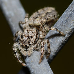 Platycryptus undatus