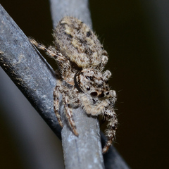 Platycryptus undatus