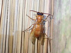 Provespa barthelemyi