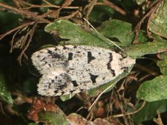 Scatochresis episema