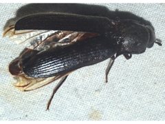 Pseudotetralobus australasiae