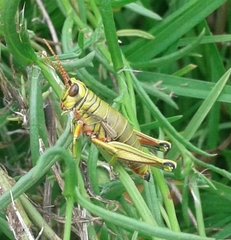 Agesander ruficornis