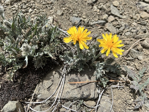 Modoc hawksbeard (Crepis modocensis)