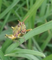 Agesander ruficornis