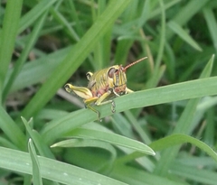 Agesander ruficornis