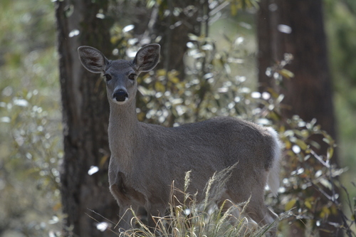 Coues's White-tailed Deer photographed in Arizona