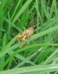 Agesander ruficornis