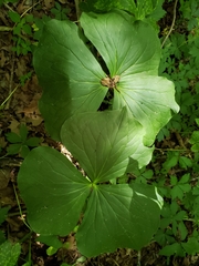 Trillium