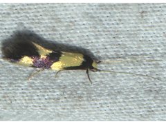 Opogona comptella
