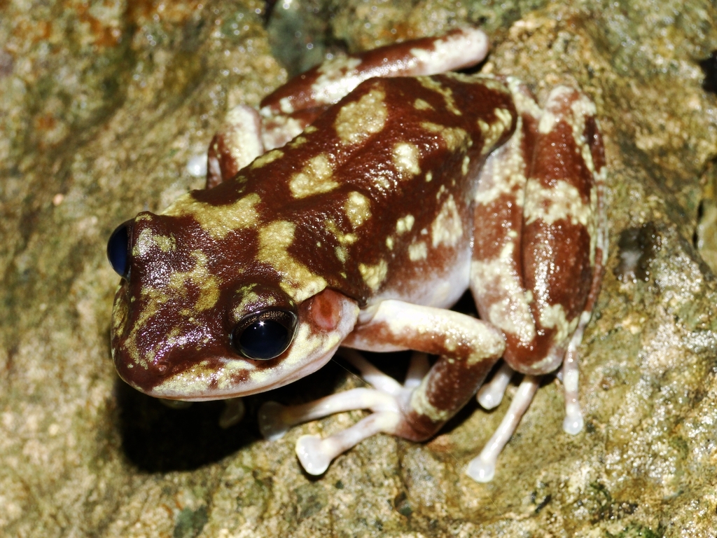Tsingy Madagascar Frog