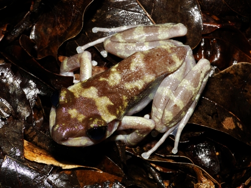 Tsingymantis antitra