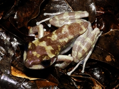 Tsingy Madagascar Frog photo 3