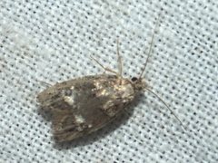 Eulechria callidesma