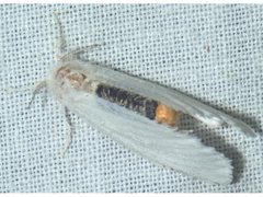 Euproctis melanosoma