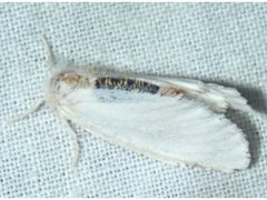 Euproctis melanosoma