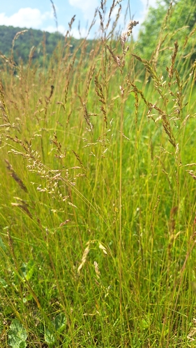 Image of Poa angustifolia by (c) Violetta Dzizyurova, some rights reserved (CC BY)