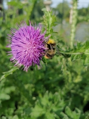 Bombus pratorum