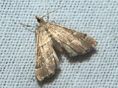 Diplopseustis prophetica