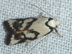 Cosmaresta anarrecta