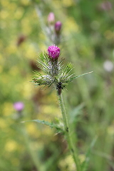 Bibio hortulanus