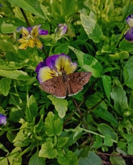 Erynnis tristis tatius