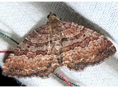 Chrysolarentia bichromata