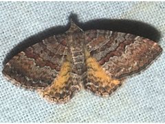 Chrysolarentia bichromata