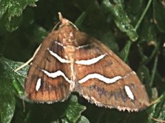 Chaetolopha niphosticha