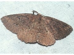 Casbia melanops