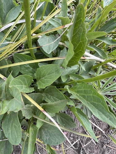 Image of Valeriana columbiana by no rights reserved