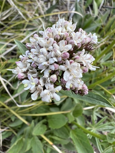 Image of Valeriana columbiana by no rights reserved