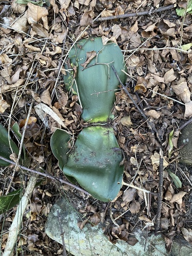 Haemanthus deformis