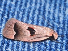 Acanthodela erythrosema