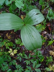 Veratrum lobelianum
