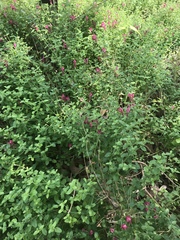 Scutellaria suffrutescens