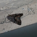 Noctuoidea