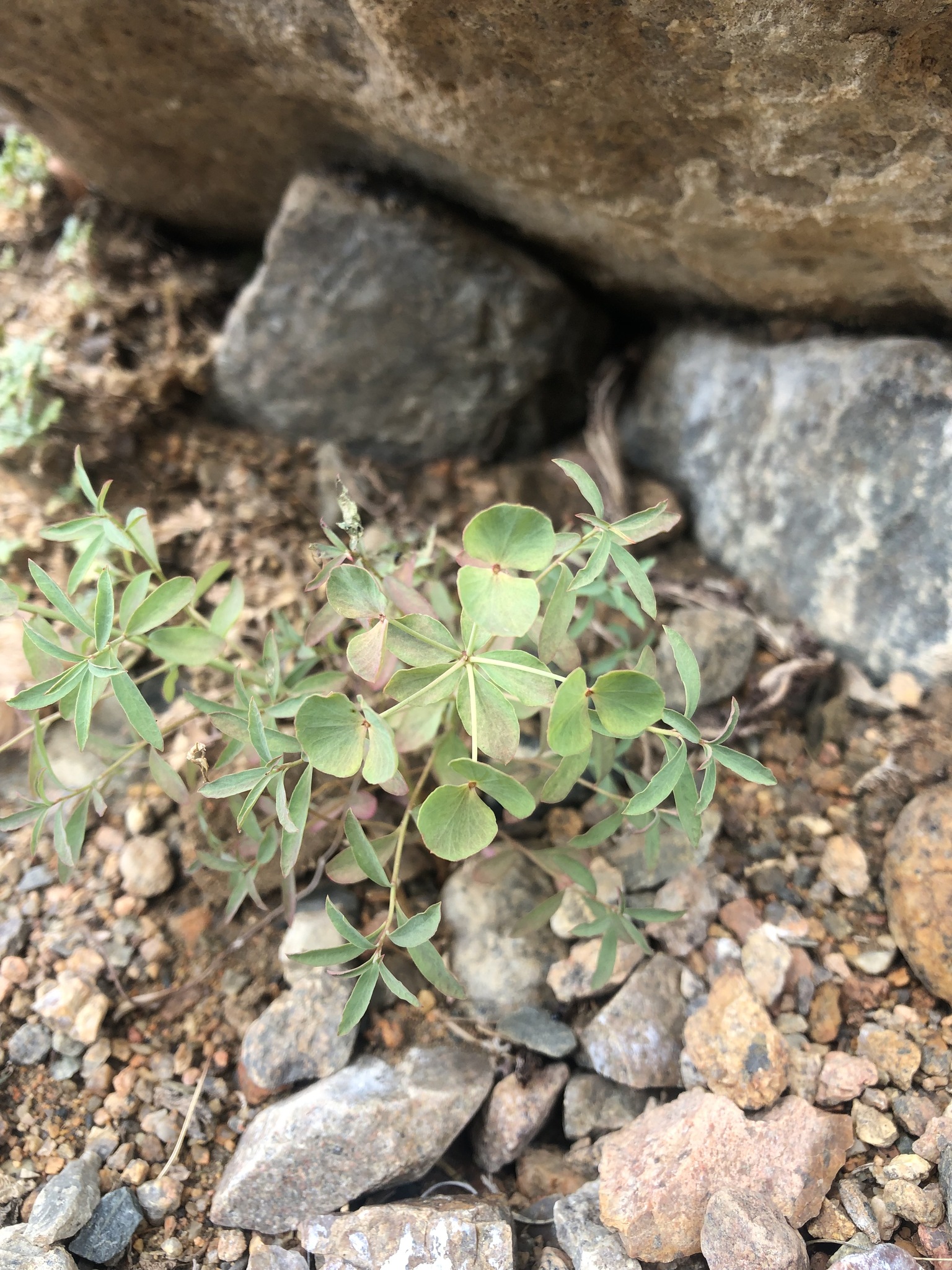 Euphorbia borealis 2