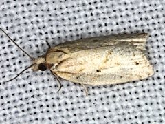 Clepsis therina