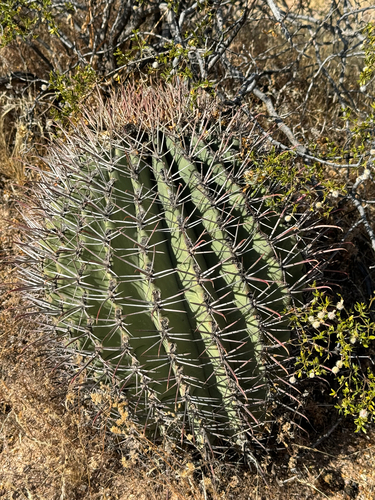 Ferocactus emoryi